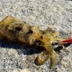 2025 誰でも釣れるオススメ エギングロッド5選 迷ったらこれでOK