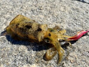 2025 誰でも釣れるオススメ エギングロッド5選 迷ったらこれでOK