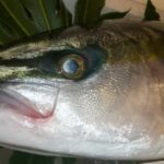 2025年 寒ブリ（青物ジギングロッド 完全ガイド スピニング＆ベイト別に7本を厳選！