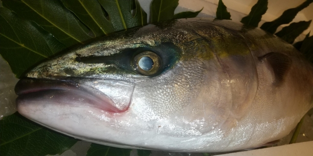 2025年 寒ブリ（青物ジギングロッド 完全ガイド スピニング＆ベイト別に7本を厳選！