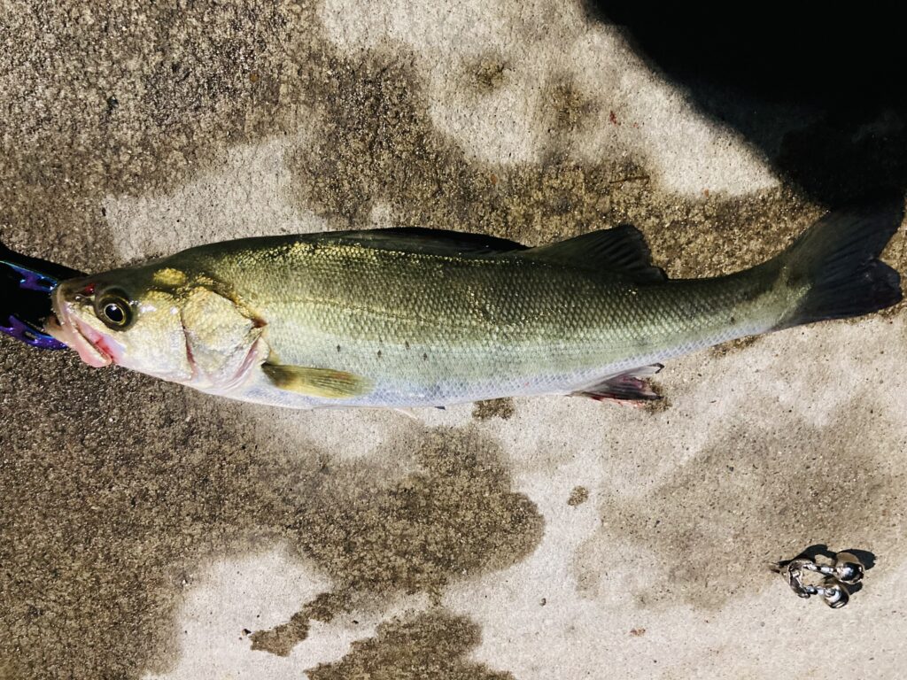 釣り魚百科辞典 シーバス スズキ ってどんなお魚なの おさかな釣る人 宮城県 牡鹿半島エリア中心