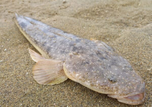 宮城県 東松島市 宮戸島 大浜漁港  釣り場ポイント紹介
