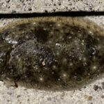 ヒラメ釣りの極意!釣果を上げるためのジグ選びと使い方(寄生虫についても追加)