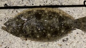 ヒラメ釣りの極意！釣果を上げるためのジグ選びと使い方（寄生虫についても追加）