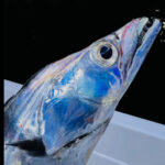 プロ直伝!タチウオ(太刀魚)ジギングで活躍するおすすめジグと最強のカラーバリエーションを超解説