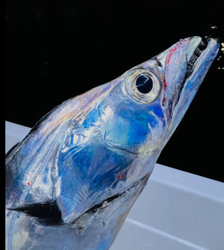 プロ直伝！タチウオ（太刀魚）ジギングで活躍するおすすめジグと最強のカラーバリエーションを超解説