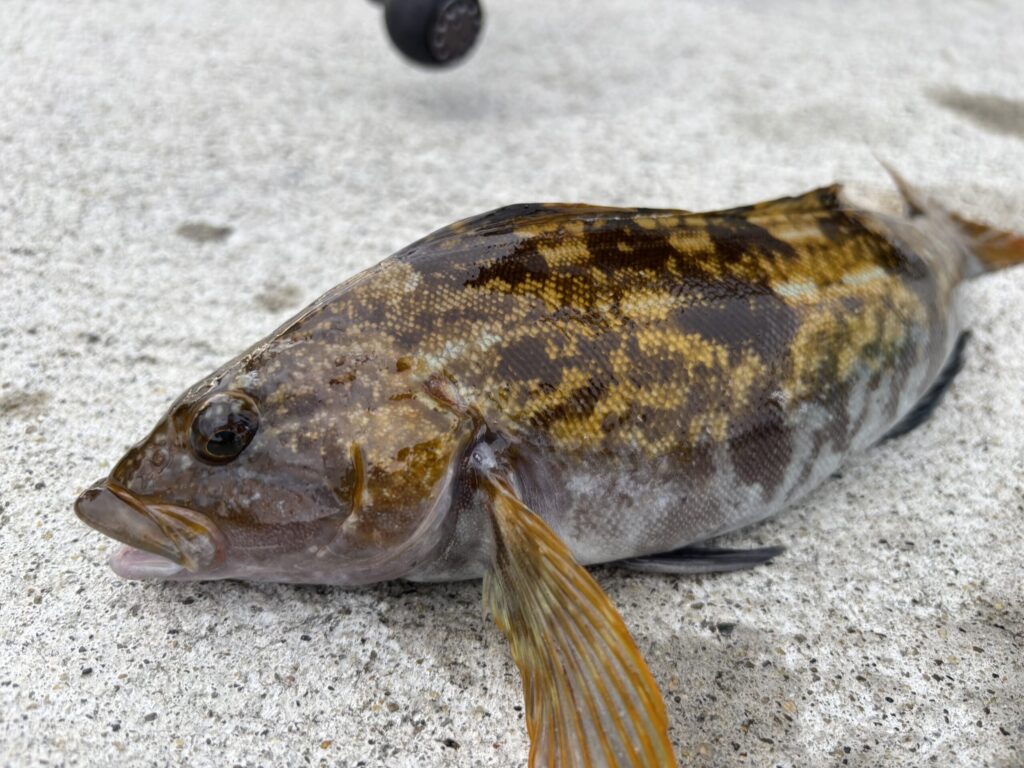 ロックフィッシュ爆釣！釣具屋店員がオススメするメタルジグ5選