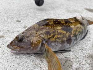 ロックフィッシュ爆釣！釣具屋店員がオススメするメタルジグ5選