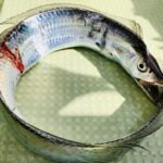 2025年 タチウオの釣果激変!買ってよかった 太刀魚ジギングロッド5選