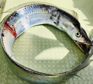 2025年 タチウオの釣果激変！買ってよかった 太刀魚ジギングロッド5選