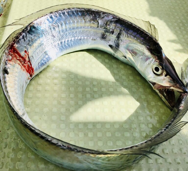 2025年 タチウオの釣果激変！買ってよかった 太刀魚ジギングロッド5選