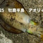 【2025最新】宮城の漁港でアオリイカが釣れるポイントまとめ!石巻・牡鹿半島の激熱釣り場スポット紹介