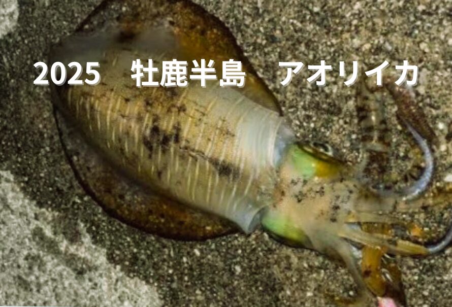 【2025最新】宮城の漁港でアオリイカが釣れるポイントまとめ!石巻・牡鹿半島の激熱スポット紹介