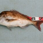 マダイジギングで釣れない理由とその解決法:スランプ者必見の対策ガイド