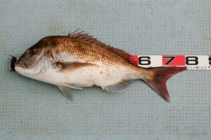 マダイジギングで釣れない理由とその解決法：スランプ者必見の対策ガイド