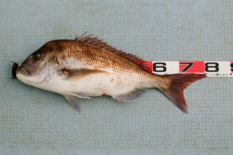 マダイジギングで釣れない理由とその解決法：スランプ者必見の対策ガイド