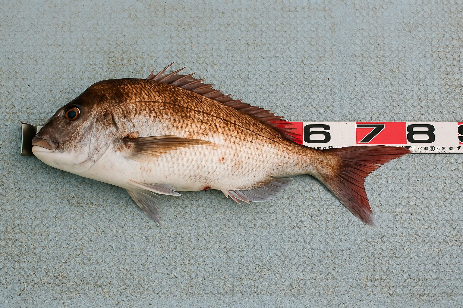 マダイジギングで釣れない理由とその解決法:スランプ者必見の対策ガイド