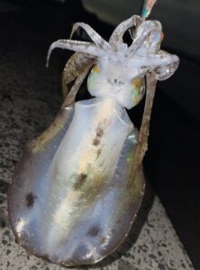 宮城県 石巻市 牡鹿半島（西側）大原漁港 釣り場ポイント紹介 アオリイカの有名スポット！大型サヨリも接岸する