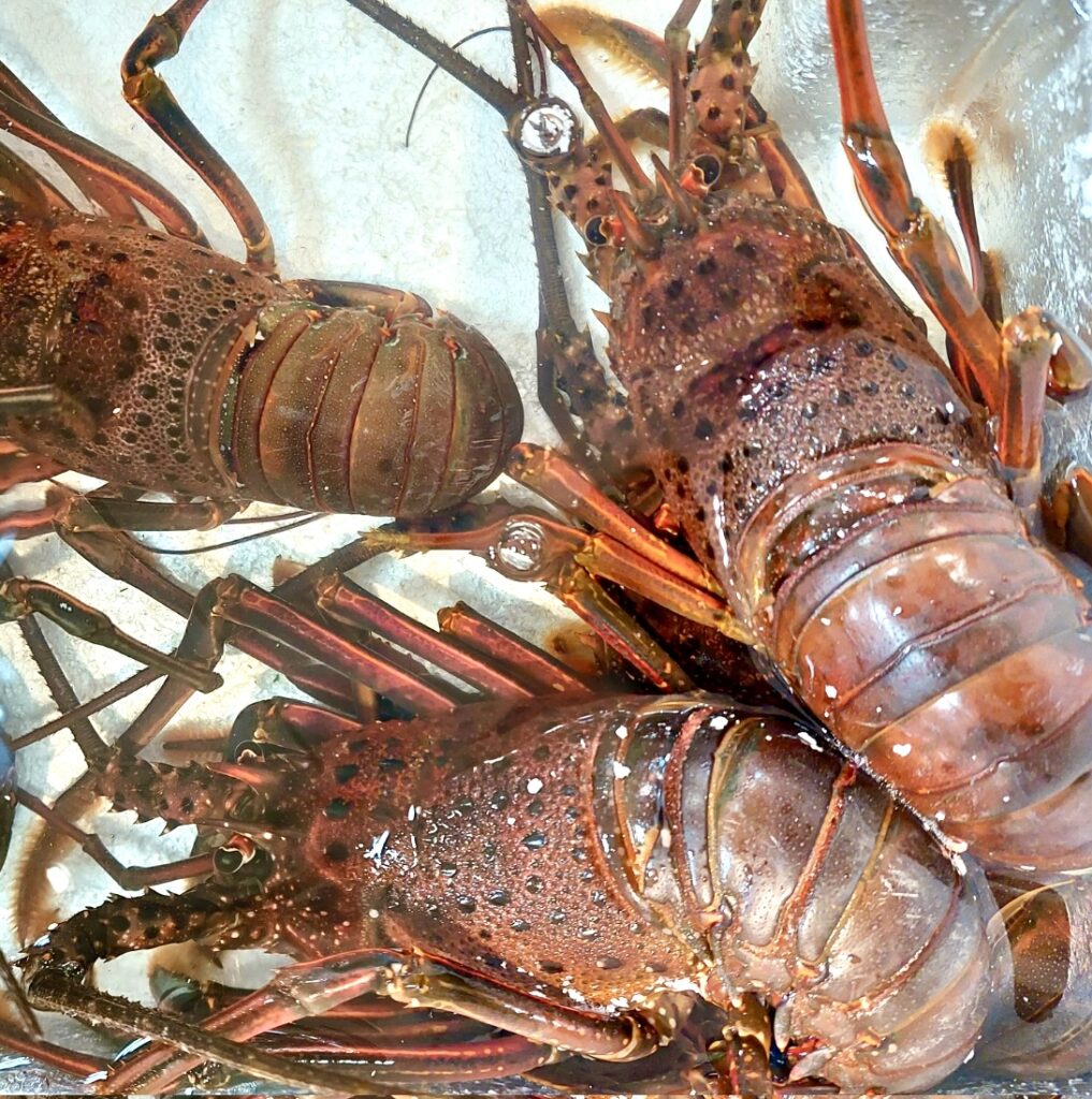 宮城県南三陸町エリア漁港で伊勢海老（イセエビ）が爆釣中！釣り方ポイント・規制まで解説