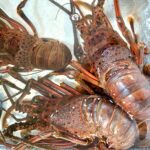 宮城県南三陸町エリア漁港で伊勢海老(イセエビ)が爆釣中!釣り方ポイント・規制まで解説