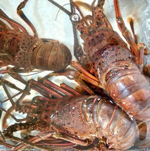 宮城県南三陸町エリア漁港で伊勢海老(イセエビ)が爆釣中!釣り方ポイント・規制まで解説