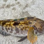 2025年最新 根魚・ロックフィッシュロッド|人気・性能・コスパで厳選