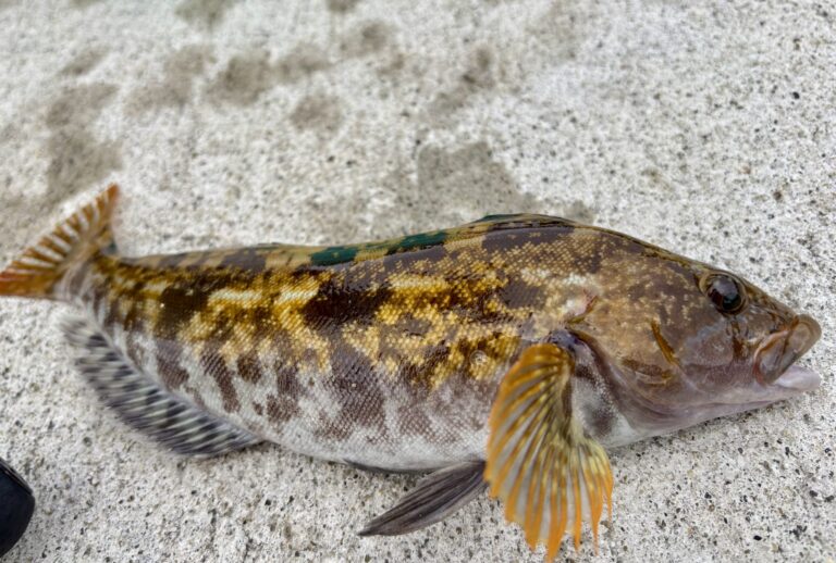 2026年最新 根魚・ロックフィッシュロッド｜人気・性能・コスパで厳選