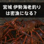 【宮城県】伊勢海老・タコ釣りは密漁？採捕禁止ルールと罰則について