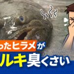 ヒラメがカルキ臭いのは危険？食中毒・寄生虫のリスクを解説