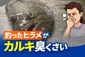 ヒラメがカルキ臭いのは危険？食中毒・寄生虫のリスクを解説