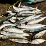 2026年4月 女川港に良型イワシの大群が襲来中。GWは激熱になりそう